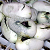  Children's python eggs incubating 